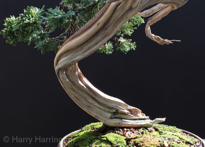 juniper bonsai